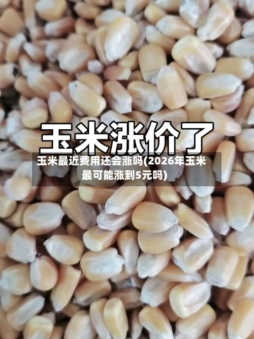 玉米最近费用还会涨吗(2026年玉米最可能涨到5元吗)