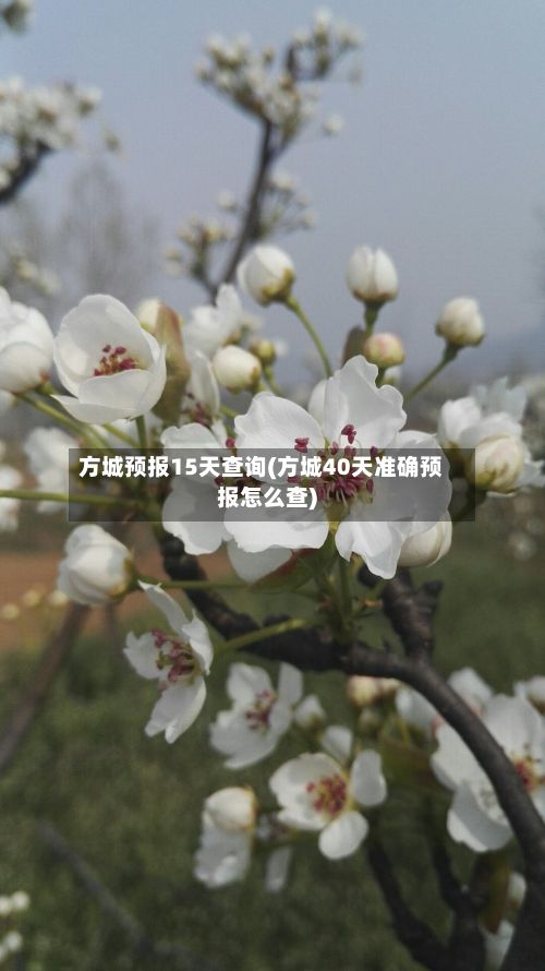 方城预报15天查询(方城40天准确预报怎么查)