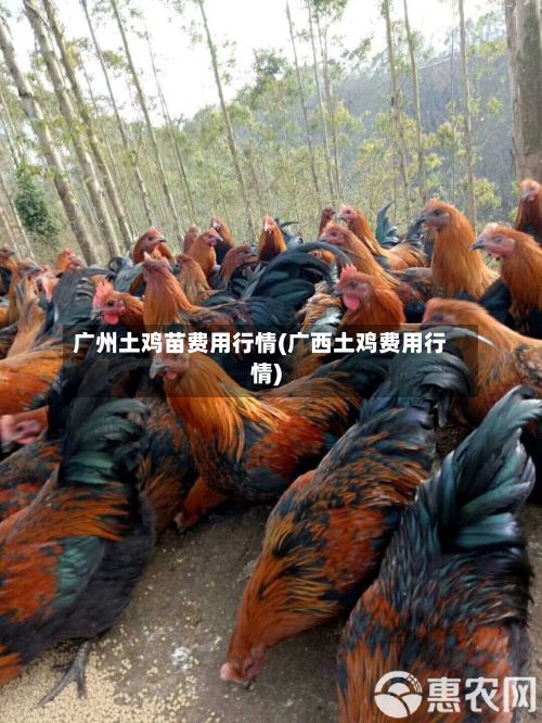 广州土鸡苗费用行情(广西土鸡费用行情)-第2张图片