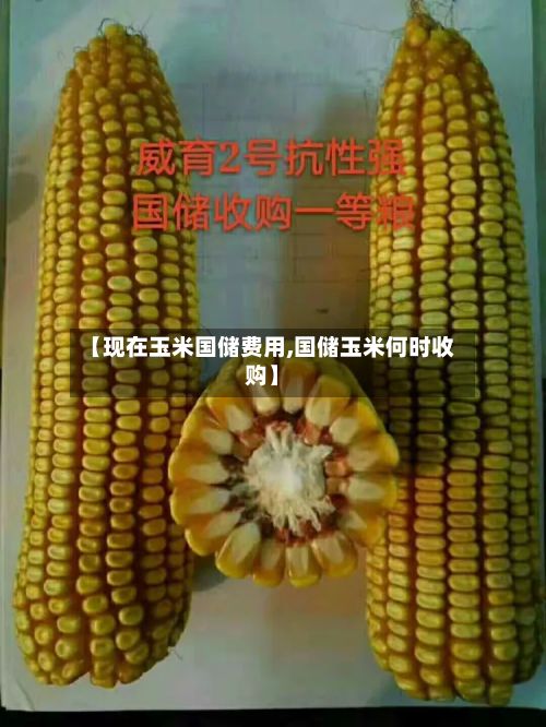 【现在玉米国储费用,国储玉米何时收购】