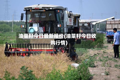 油菜籽今日最新报价(油菜籽今日收购行情)